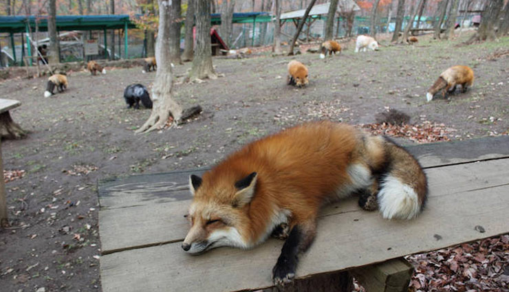 Photo of एनिमल लवर्स के लिए किसी जन्नत से कम नहीं है ये जगह, एक बार तो जरूर जाए यहाँ