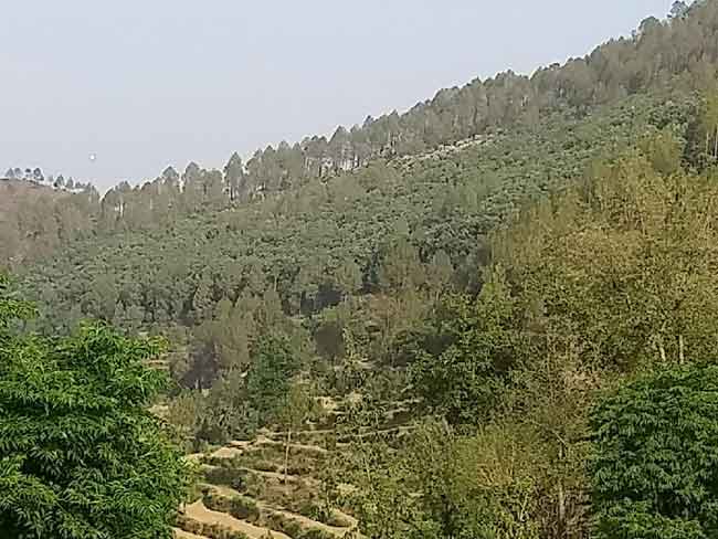 Photo of पीढ़ी-दर-पीढ़ी बुजुर्गों के नियम से यहां हरा-भरा है जंगल, इस जंगल में कभी भी नहीं लगी आग