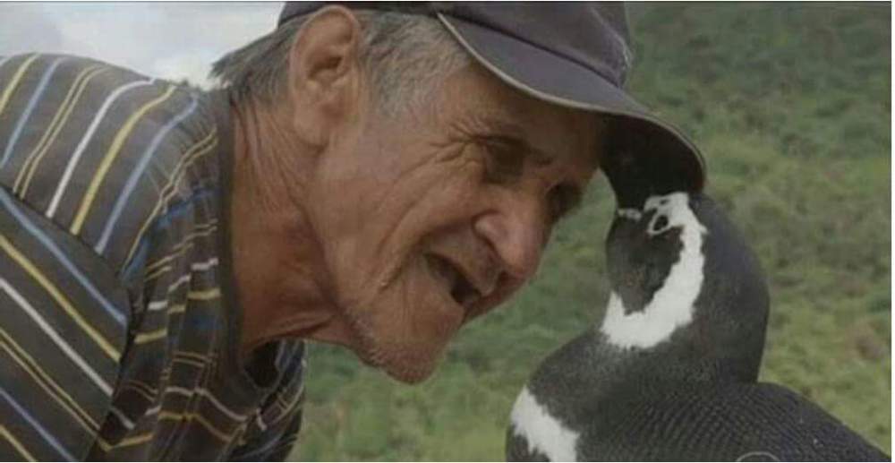 Photo of 71 वर्षीय जोआओ परेरा डिसूजा और यह पेंगुइन एक दुर्लभ दोस्ती के उदाहरण हैं.. देखे वीडियो