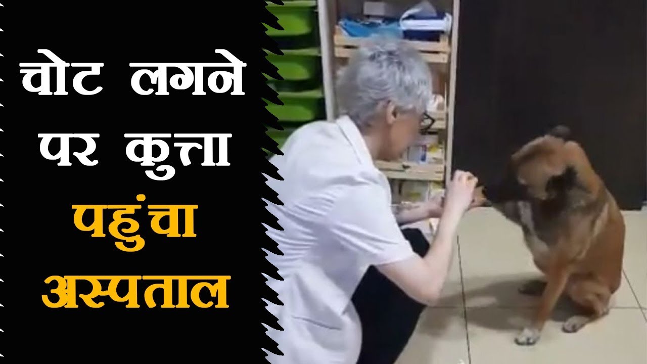 Photo of पहुंचा अस्पताल चोट लगने पर कुत्ता, देखिये यह भावुक वीडियो