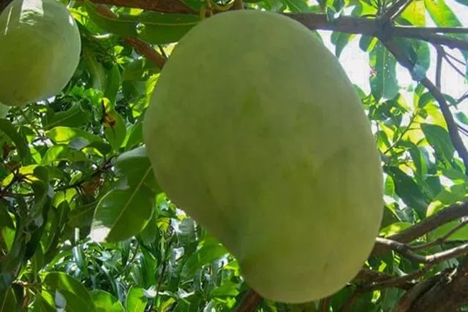 Photo of हर कीमत देने को तैयार हैं लोग, इस खास आम के लिए