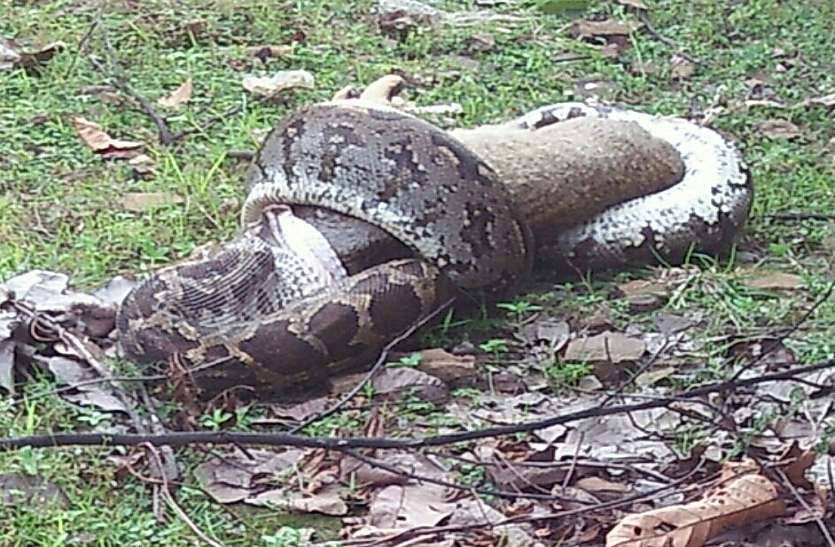 Photo of देखेगे जब ये वीडियो , हों जायेगे आप भी हैरान ,कैसे 12 फीट के अजगर ने सियार को  बनाया शिकार