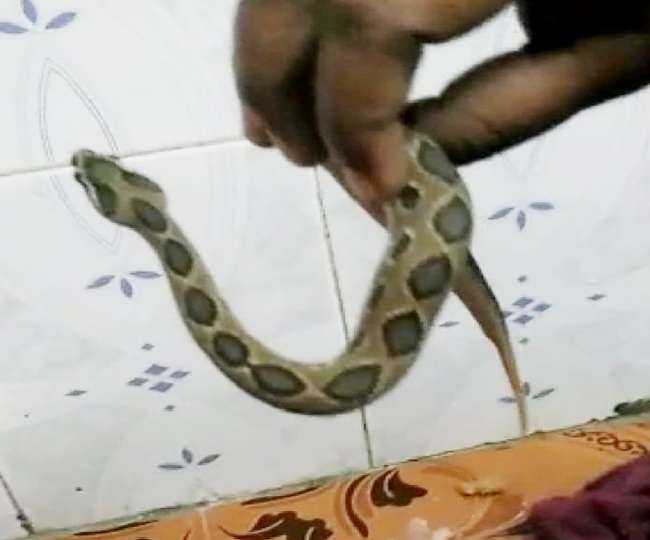 Photo of जहरीले और बेहद खतरनाक सांप रैटल वाइपर ने मां-बेटी को डसा, इसके बाद सांप को लेकर अस्पताल पहुंच गई दोनों