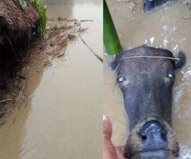 Photo of एक सप्ताह से लगातार हो रही बारिश के कारण बिहार में कोसी नदी अपने विकराल रूप में….