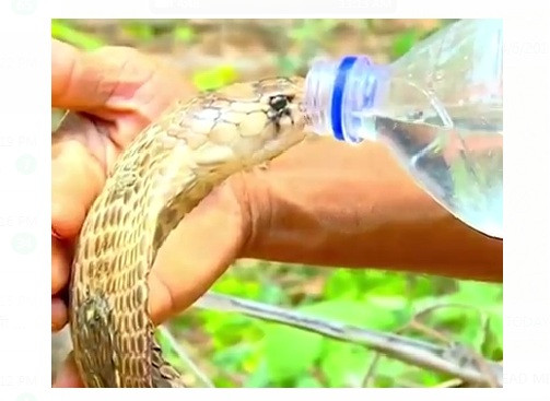 Photo of जब प्यासे कोबरा को इस शख्स ने पिलाया पानी, देखिये विडियो