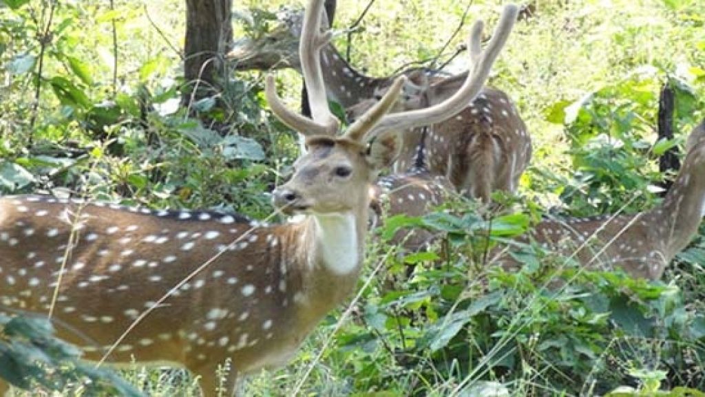 Photo of ‘मिनी शिमला’ है परफेक्ट डेस्टिनेशन, छुट्टियां हैं कम और चाहिए गर्मी से राहत