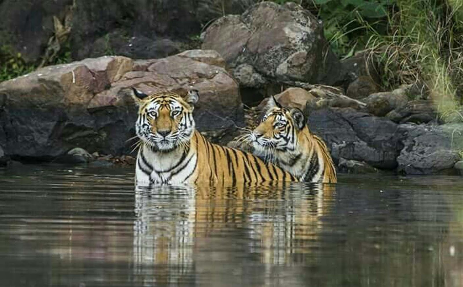 Photo of अगर आपको भी बाघों को देखने का है शौक तो एक बार जरूर जाए पन्ना