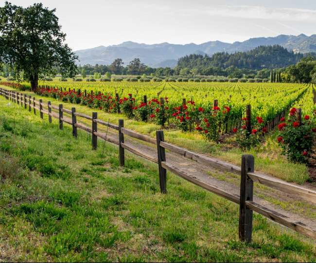 Photo of कैलिफोर्निया की ये 5 जगहें बेहतरीन किस्म की वाइन के लिए मशहूर हैं