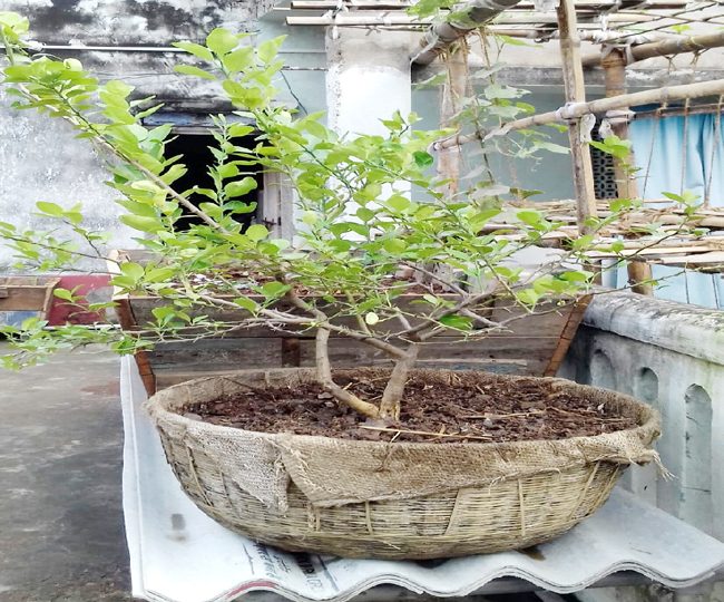 Photo of सिर्फ ये एक मात्र पौधा बदल सकता है आपका पूरा भाग्‍य