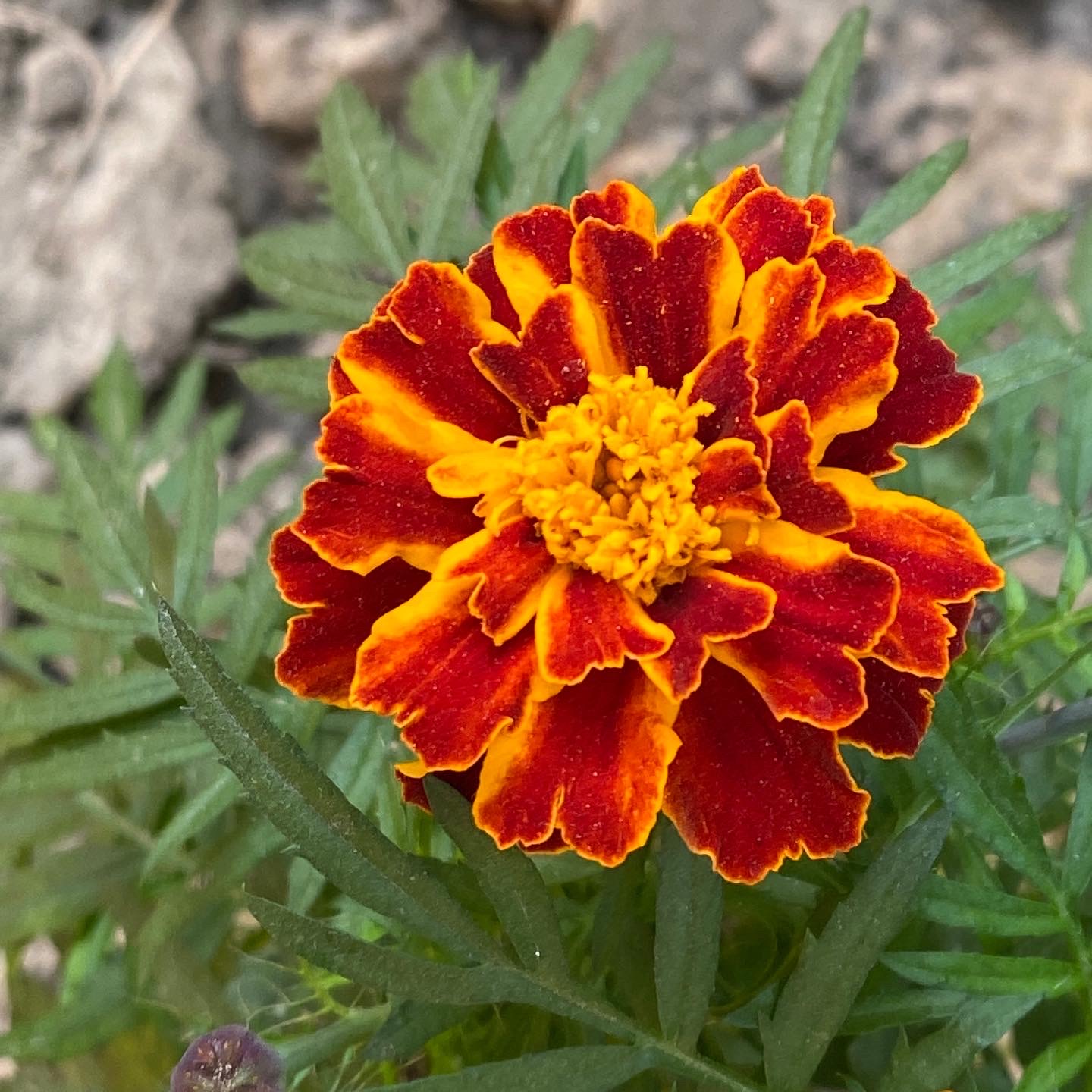 Photo of कोरोना कफ़ज व्याधि : रोग प्रतिरोधक क्षमता बढ़ाएँ