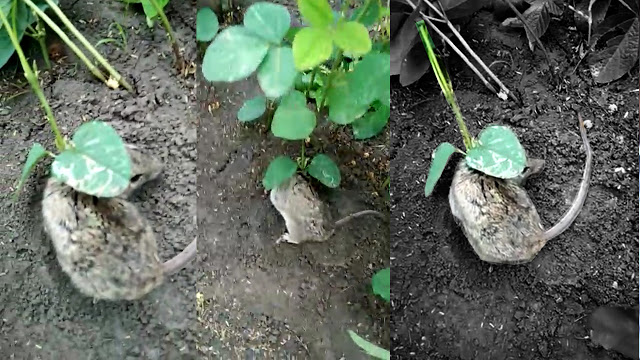 Photo of देखे कैसे चूहे के शरीर पर उगा सोयाबीन का पौधा, जिसे देख हर कोई हुआ हैरान