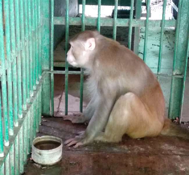 Photo of बंदर ने ऐसा क्या किया जो तीन साल से बंद है बाड़े में