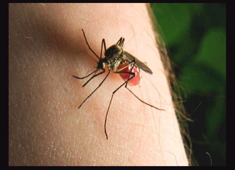 Photo of कोरोना को लेकर मच्छरों ने दिया बड़ा सुकून, वैज्ञानिक अध्ययन से पता चला…