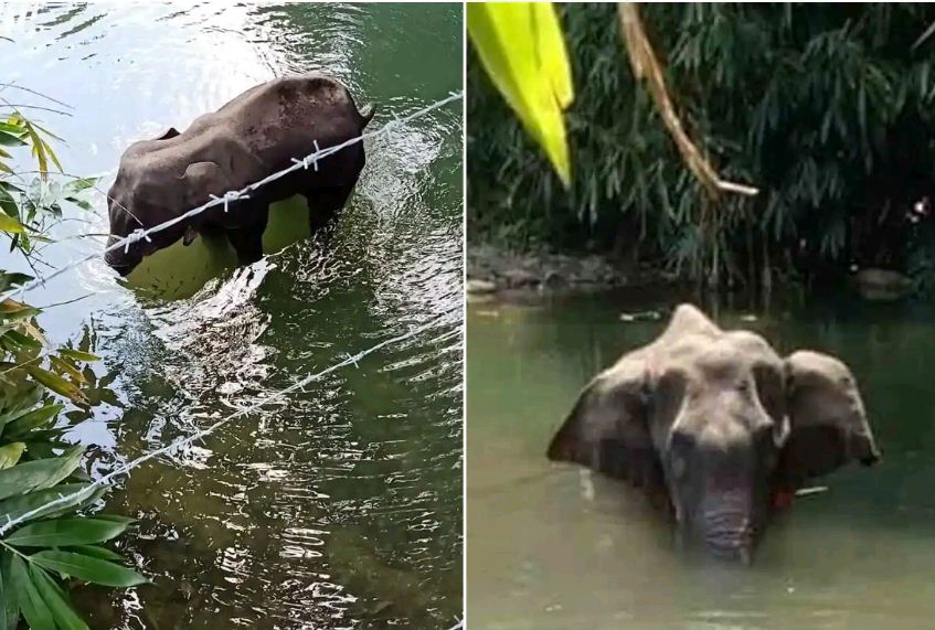 Photo of बेहद दर्दनाक तरीके से हुई इस गर्भवती हथिनी की मौत, दिया पटाखे भरा अनानास और फिर जो हुआ…