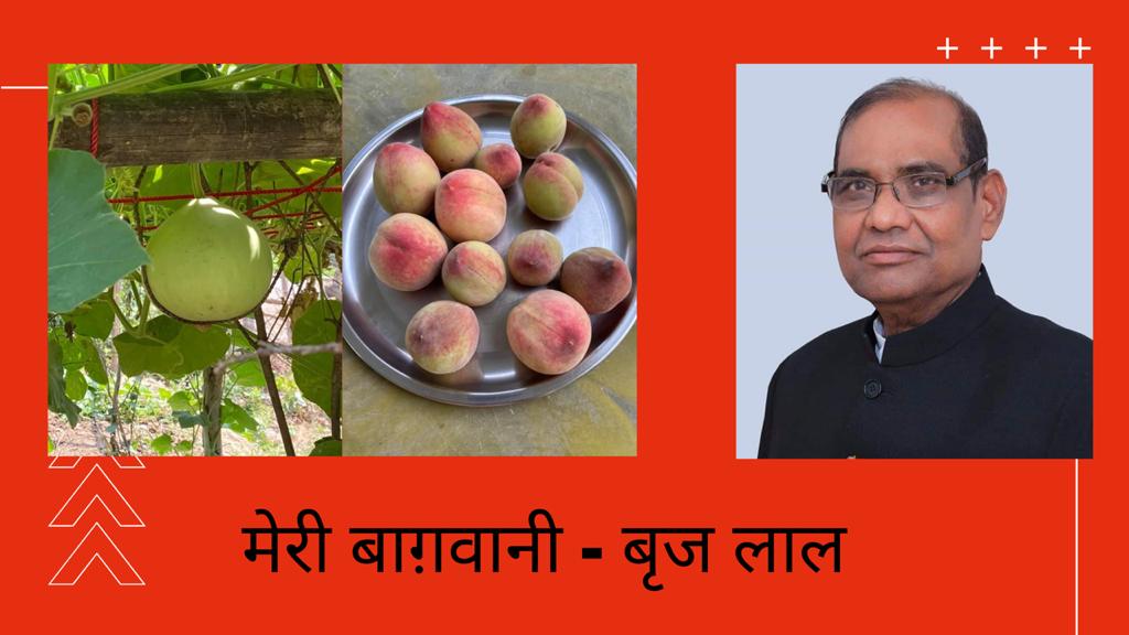 Photo of रामजी की सेना को उल्लू ने सतर्क किया, पर आशीर्वाद ले गया चालक भुजेटा