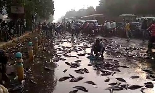 Photo of अचानक तालाब में मरी हजारों मछलियां, लोगों में भरी दहशत