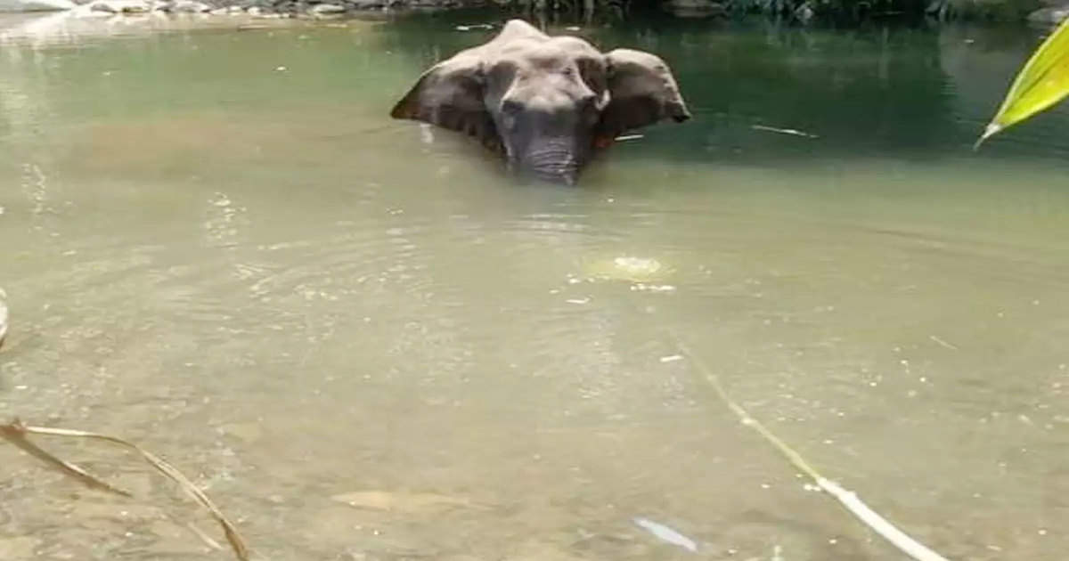 Photo of केरल में हथिनी की हत्या पर मचे बवाल के बीच केंद्रीय मंत्री प्रकाश जावड़ेकर ने कह दी ये बड़ी बात…
