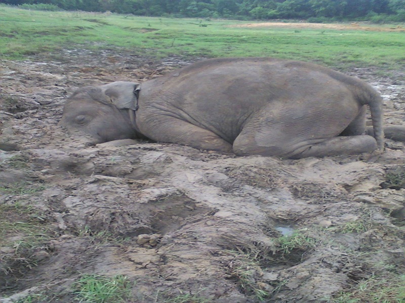 Photo of एक और हाथी की मौत से मचा हडकंप, जाने पूरा मामला…