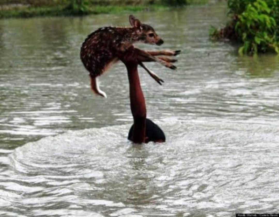 Photo of असम में बाढ़ का प्रकोप अपने चरम पर