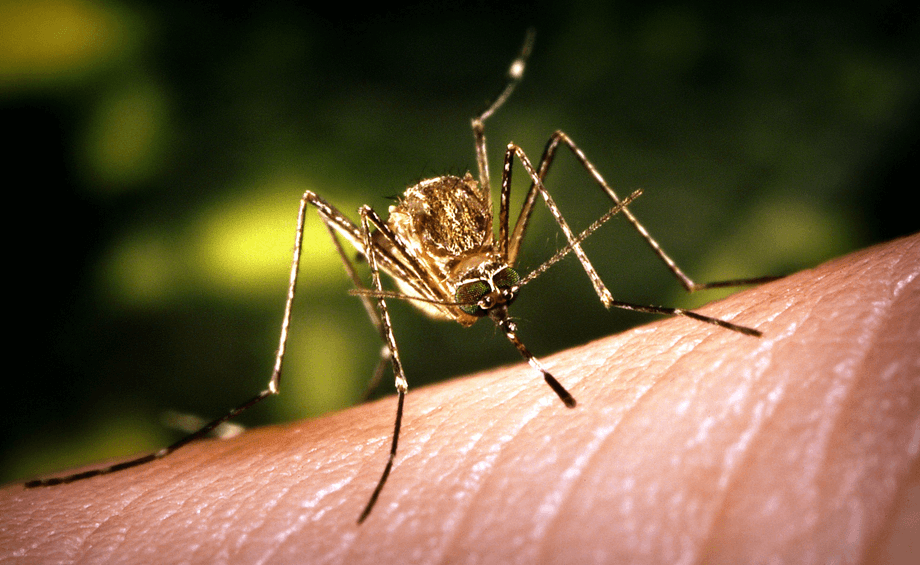 Photo of जापानी इन्सेफ्लाइटिस (दिमागी बुखार): लक्षण, उपचार एवं रोकथाम के उपाय