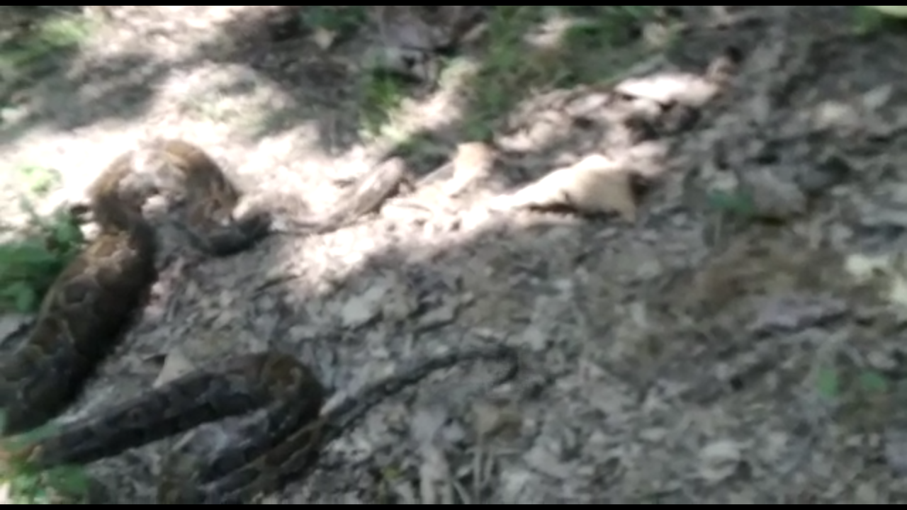 Photo of बकरी को जिंदा निगल गया अजगर, वन कर्मियों ने पकड़कर जंगल में छोड़ा