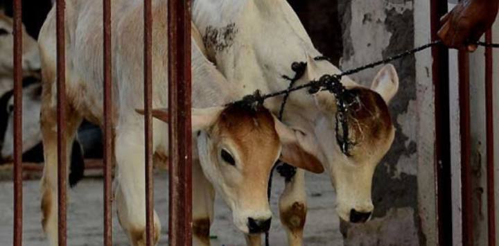 Photo of पशु वध मामले में लापरवाही पर दारोगा समेत पांच पुलिसकर्मी लाइन हाजिर