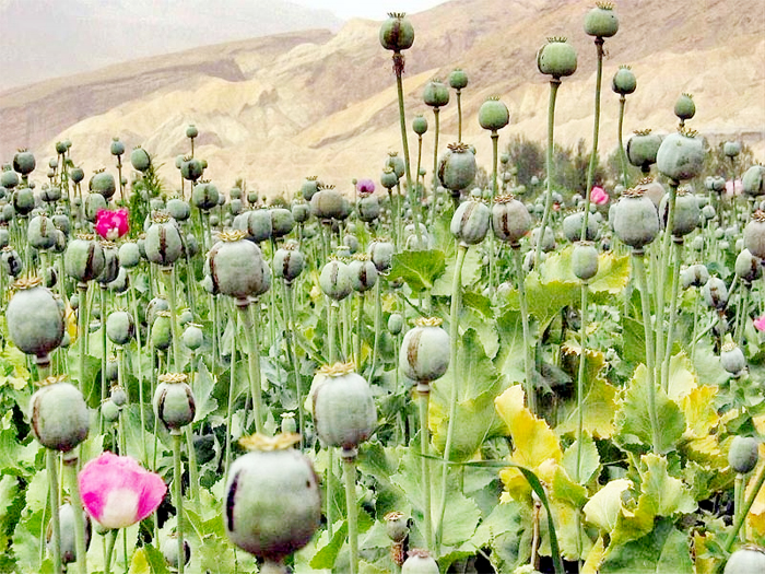 Photo of अफ़ग़ानिस्तान में अफ़ीम की खेती में सोलर का तड़का!