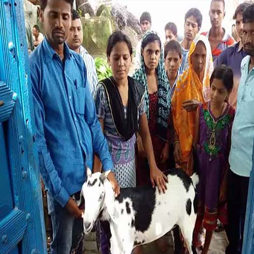 Photo of इस बकरे की कीमत जानकर उड़ जाएगे आपके होश, खरीदने के लिए लगी लाइन