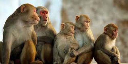 Photo of बंदरों की वजह से मां-बेटी समेत पांच की मौत