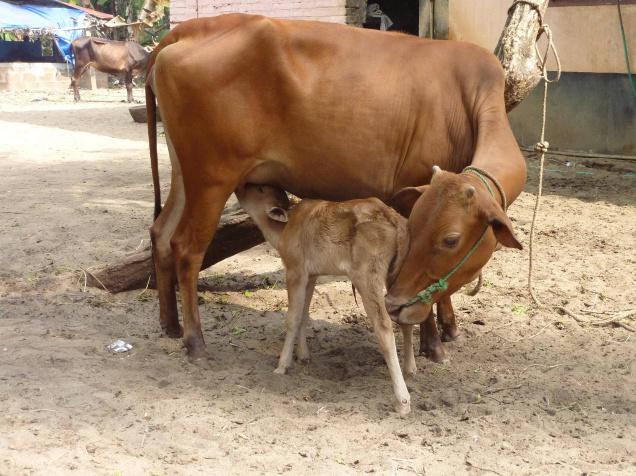 Photo of बीजेपी प्रदेश अध्यक्ष ने कोरोना से बचने के लिए गोमूत्र पीने की दी सलाह