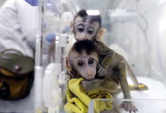 Photo of मॉडर्ना वैक्सीन ने बचाया 16 बंदरों की जान, अब इंसानों को है इंतजार