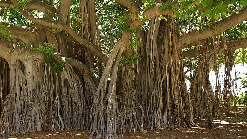 Photo of 400 साल पुराने बरगद के पेड़ के लिए  बदला गया हाईवे का नक्शा…