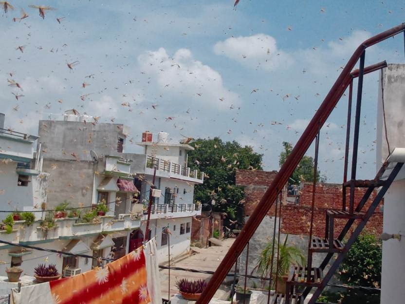 Photo of टिड्डी दल पहुंचा राजधानी लखनऊ, छतों व आसमान में दिखा जबरदस्‍त जमावड़ा