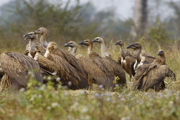 Photo of यूपी में जल्द की जाएगी गिद्धों की गणना, सरकार ने दी 16 लाख रुपये की मंजूरी