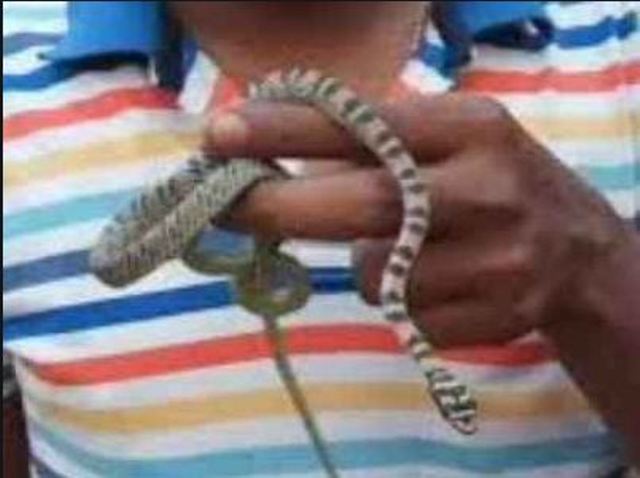 Photo of जिंदा सांप को निगल गया एक साल का बच्चा, फिर जानें क्या हुआ