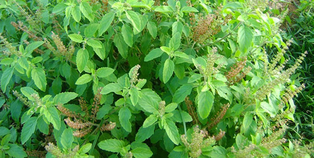 Photo of सेहतमंद बनाए रखने में बेहद फायदेमंद हैं ये 5 पत्तियां, अपनी डाइट में जरुर करे शामिल