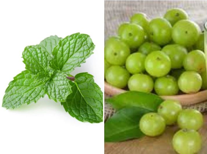 Photo of इन जड़ी बूटियों में छिपे हैं गर्म तापमान से राहत पहुंचाने के रहस्य, जानिए इस्तेमाल के आसान उपाय