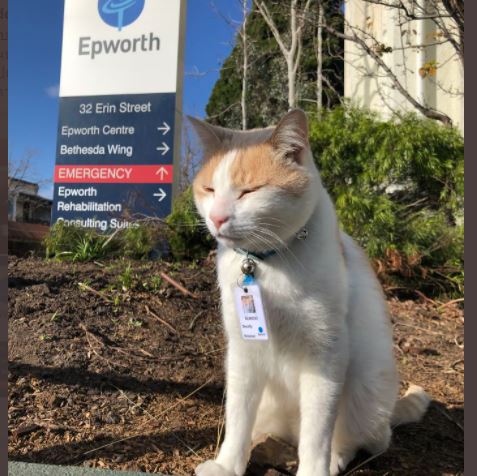 Photo of OMG ! हॉस्पिटल की सिक्योरिटी टीम में बिल्ली को मिल गई नौकरी