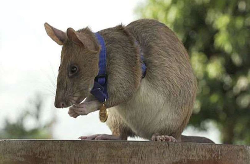 Photo of देखें इस चूहे का कारनामा, इस बेजुबान को मिला गोल्ड मेडल
