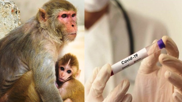 Photo of बड़ी खबर: भारत बायोटेक की ‘कोवैक्सीन’ ने बंदरों में कोरोना वायरस के प्रति ऐंटीबॉडीज विकसित की
