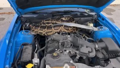 Photo of कार के अंदर छिपा बैठा था 10 फुट का अजगर, …..देखें  Shocking Video