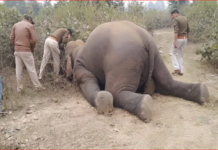 Photo of हाथी की दर्दनाक मौत: बिजली के तारों में फंसी सूंड आठ घंटे तड़पने के बाद तोड़ा दम