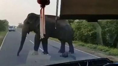 Photo of हाथियों ने जाम की सड़क दिन दहाड़े बस से लूटे केले….. देखें Viral Video