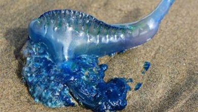 Photo of गोवा के संमंदर के किनारों पर जहरीली जेलीफिश का आतंक बढ़ा, जानें से पहले हो जाएं सावधान वरना जा सकती है जान!