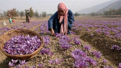 Photo of दुनिया की सबसे महंगी फसल की कटाई शुरू, नीले फूलों से खिलखिलाने लगी घाटियां