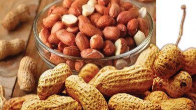 Photo of मूंगफली खाने वाले हो जाएं सावधान, यहां जानें कुछ साईड इफेक्टस