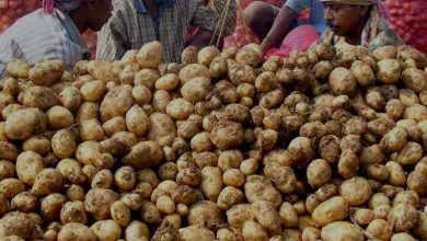 Photo of 40 रुपए से 50 रुपए प्रति किलो हुए आलू के दाम, किसान आंदोलन की वजह से आलू हुआ इतना महंगा
