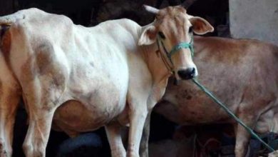 Photo of इंसान बना जानवर: गाय के साथ की  घिनौनी हरकत, जानें पूरा मामला