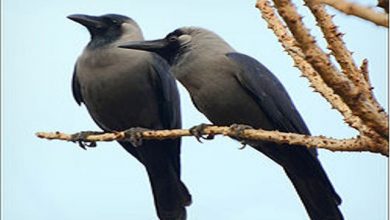 Photo of झालावाड़ में बर्ड फ्लू ने दी दस्तक : बालाजी मंदिर कई कौओं की हुई मौत