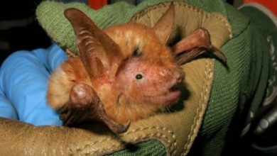 Photo of वैज्ञानिकों के भी उड़े होश, सामने आई कोरोना की नई प्रजाति….